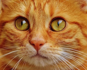 CATS!!